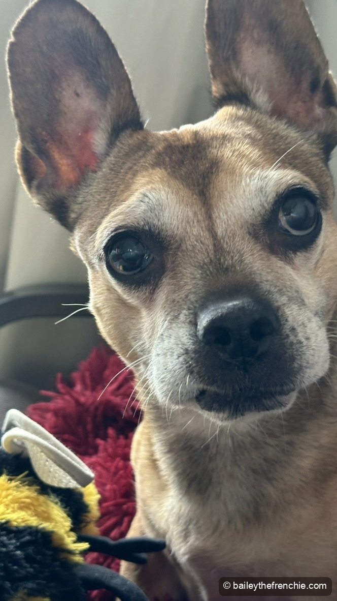 Close-up portrait of Bailey