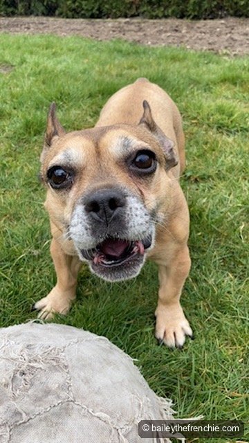 Bailey smiling in the grass