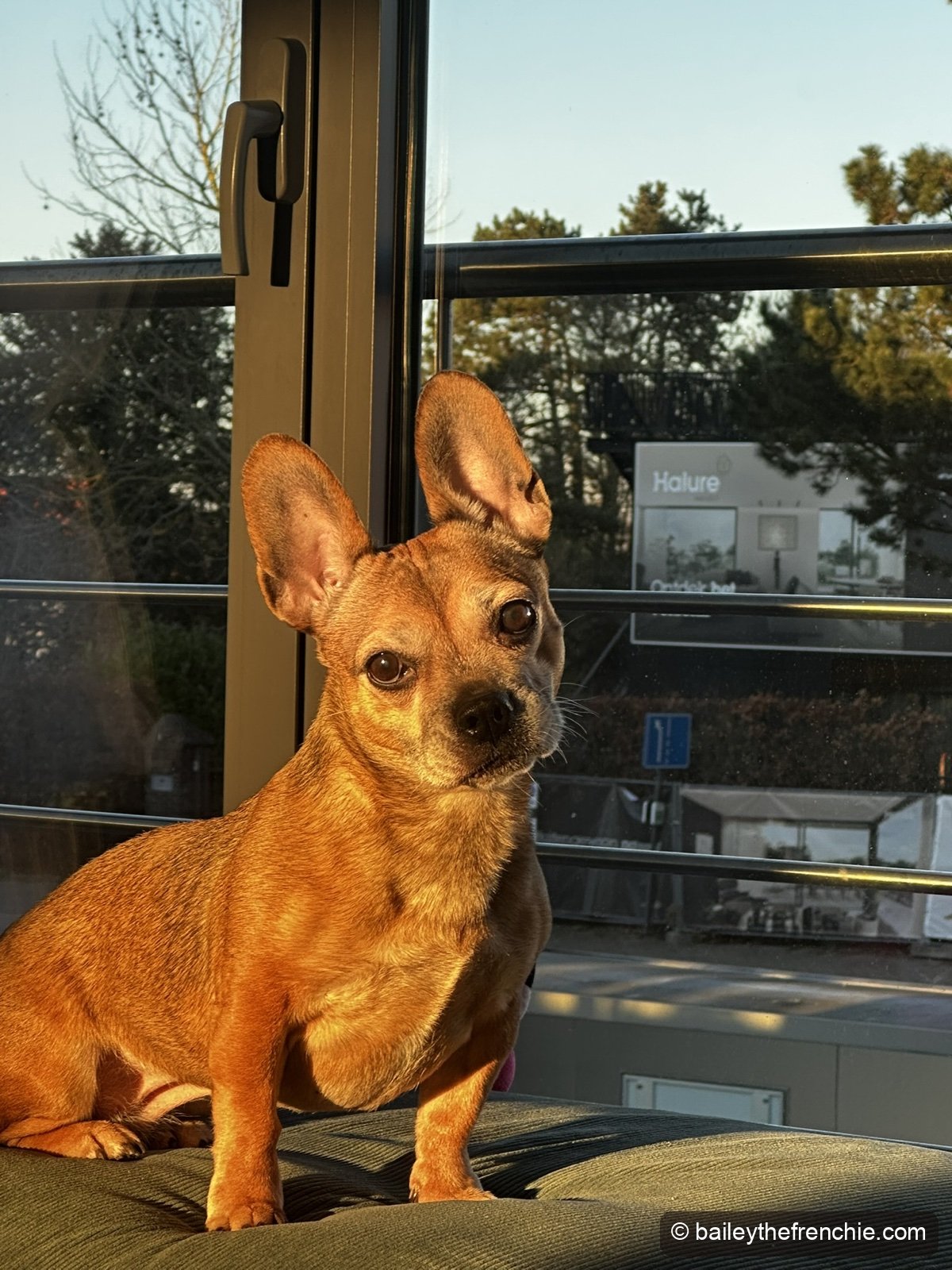Bailey sitting in golden window light