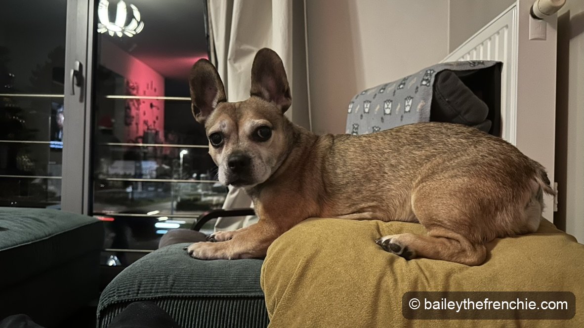 Bailey the French Bulldog relaxing on the couch